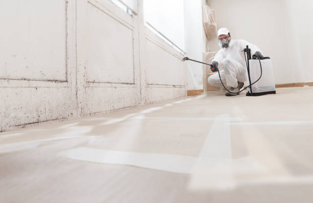 24/7 Emergency Basement Mold Remediation experts in Mount Tabor, NJ