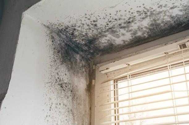 Affordable Basement Mold Remediation solutions in Mount Tabor, NJ